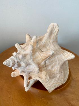 Vintage Conch Shell