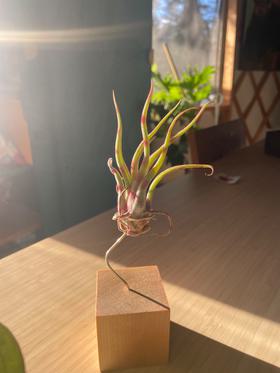 Wood stand and air plant