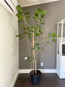 Audrey Ficus tree 7ft