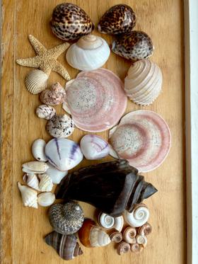 Vintage Shell Collection